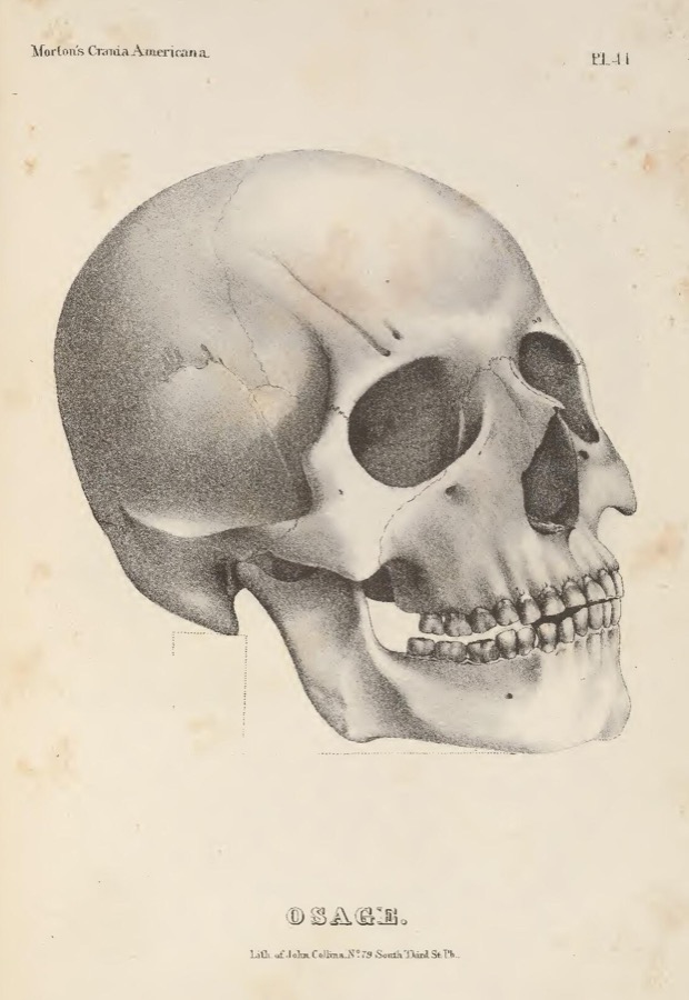 A lithographed human skull in three-quarter profile on a foxed book page, with faint dotted measuring lines below the jaw, the running head Morton’s Crania Americana at the top left, Pl. 41 at the top right, and the word OSAGE lettered in capitals beneath the drawing.